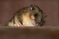 Plch velky - Glis glis - Edible Dormouse 7325